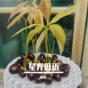 星光低语