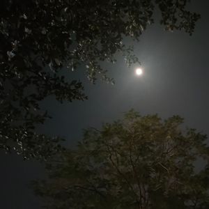 月光爱人（cover 李玟）