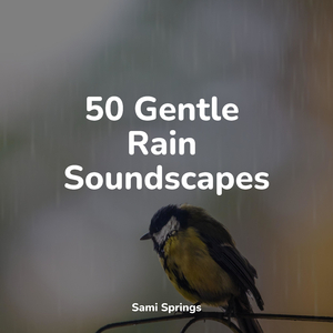 Bird Calls, Field, Mid Day