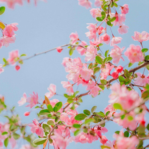 雪落无声（钢琴曲）