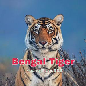 Bengal Tiger