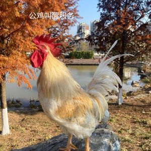 公鸡打鸣的声音