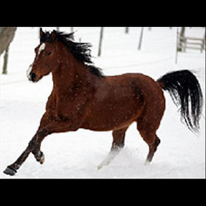 Freedom With the Wind