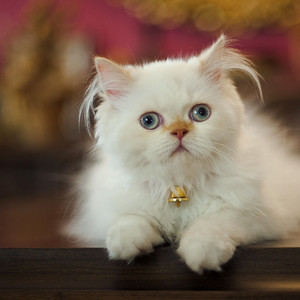 破壁歌（乐坛公敌）