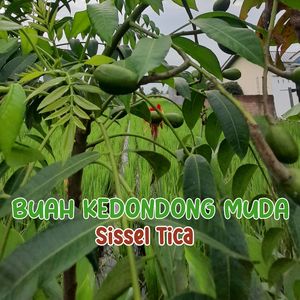 Buah Kedondong Muda