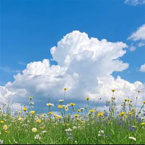 好吃的快到碗里来