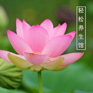 轻松养生乐（钢片琴）