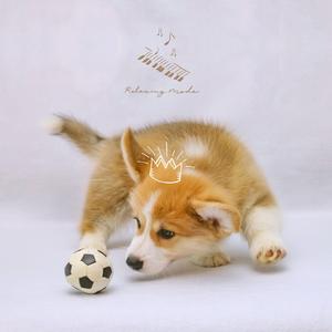 반려견을 위한 마음진정 음악 (니가 있어 행복해)