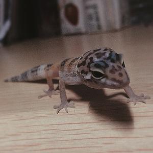 思ひで （深夜食堂OP）（Cover 铃木常吉）