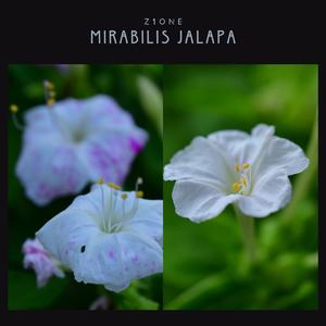 Mirabilis jalapa（四点花）