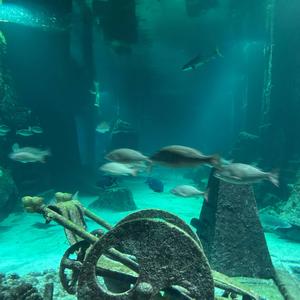 Bad Mental Hygiene(Smart Innovations 2 In C Major)