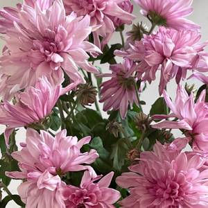 DiluteMeWithYourPoison