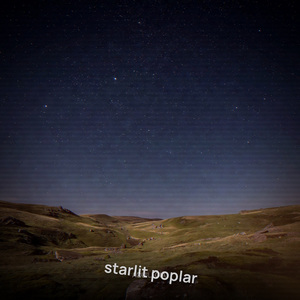 Starlit Poplar