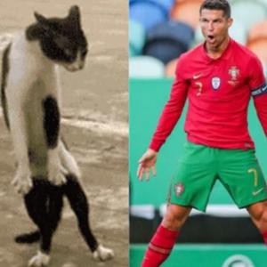 החיה הלאומית של סקוטלנד