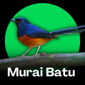 Lagu Murai Batu Betina Pancingan