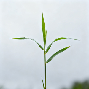 我是一颗小小草