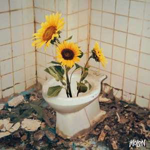 ดอกไม้ ( helianthus )