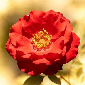 想你和我们的以后 (刘保安 Remix)