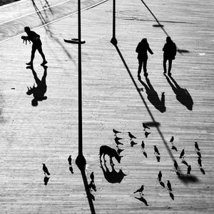 Gölgelerin Baharı