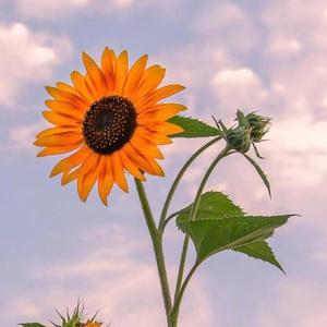 我恨我爱你 （张惠妹）