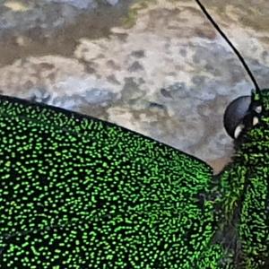 Missionary (Demo) (Demo) (Demo)