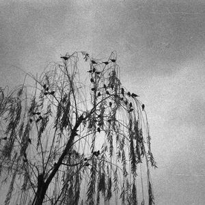 Haru, Yamu（春、止む）