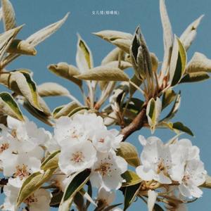 女儿情 (烟嗓版)