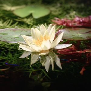 玫瑰在盛夏干枯