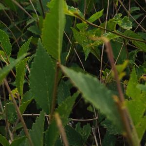 我们是对方特别的人