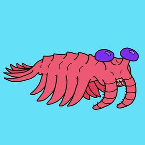 Anomalocaris!