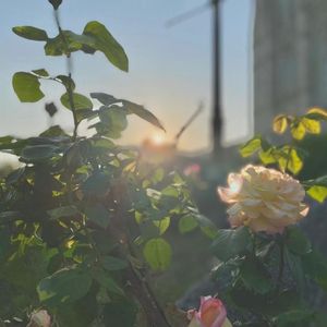 忽然大雪Demo(Cover.枯木逢春)