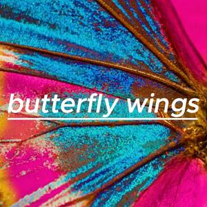 butterfly wings