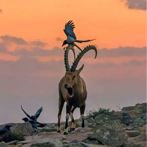 日不落 （Sun Will Never Set）