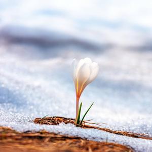 Poetree (Back to Nature)