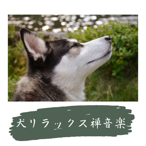 犬の疲労回復ＢＧＭ