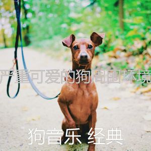 抚慰的可爱的狗回忆