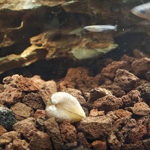 乔安的故事（清唱）