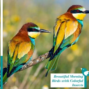 Calls of Mocking Bird