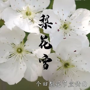 梨花雪