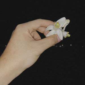 茶味