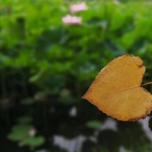 《等不到的回应》