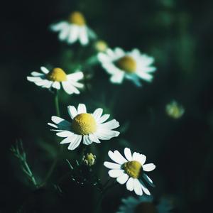 Reminiscence