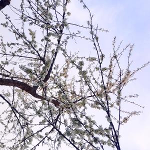 你从未离去（女声版）