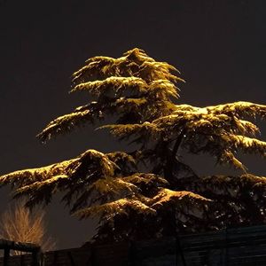 路边走过的快乐小狗