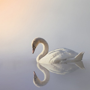 白鳥 ～組曲「動物の謝肉祭」より～