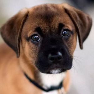 一条叫爱情的狗离家出走