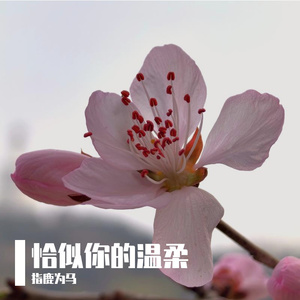 恰似你的温柔