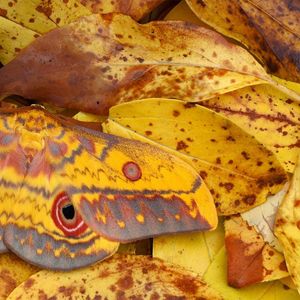 快乐都像借来的