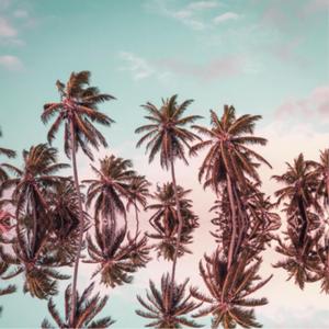 Palm Poetry (feat. Xaman)