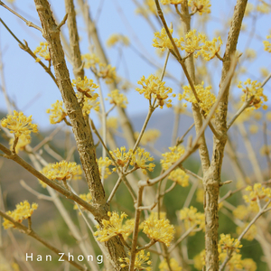 悠然 ▪ 纯音乐